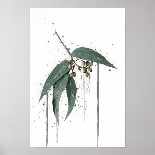 Eukalyptus (australisch) poster (Vorne)