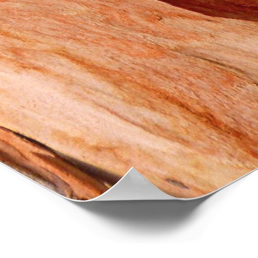 Eukalyptus Bark Poster (Ecke)