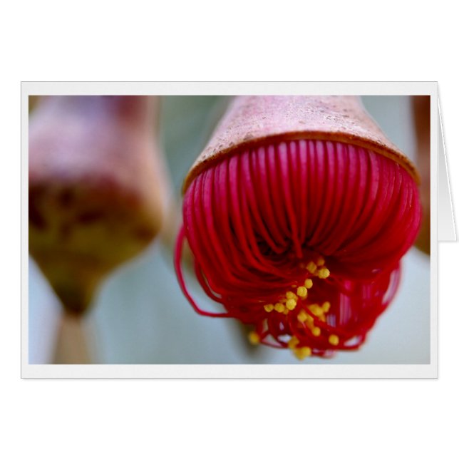 Eukalyptus caesia Geschenkkarte - 02 (Vorderseite (Horizontal))