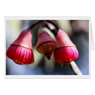 Eukalyptus caesia Geschenkkarte - 03