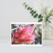 Eukalyptus caesia mit Honigbiene Postkarte (Stehend Vorderseite)