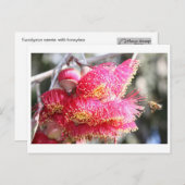 Eukalyptus caesia mit Honigbiene Postkarte (Vorne/Hinten)