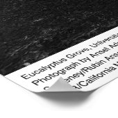 Eukalyptus Grove, UC Berkeley, 1967 Poster (Ecke)