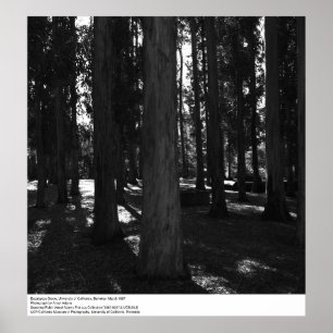 Eukalyptus Grove, UC Berkeley, 1967 Poster