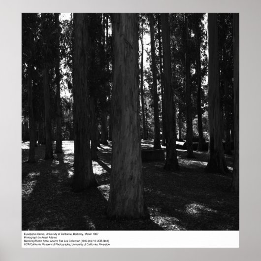 Eukalyptus Grove, UC Berkeley, 1967 Poster (Vorne)