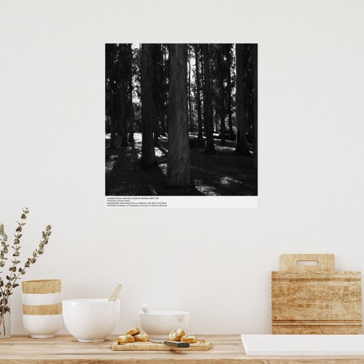 Eukalyptus Grove, UC Berkeley, 1967 Poster (Küche)