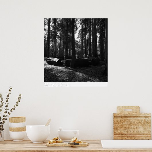 Eukalyptus Grove, UC Berkeley, 1967 Poster (Küche)