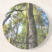 Eukalyptus Gum Trees Getränkeuntersetzer (Vorne)