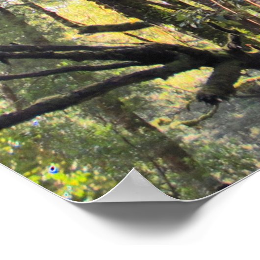 Eukalyptus Gum Trees Poster (Ecke)