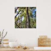 Eukalyptus Gum Trees Poster (Küche)