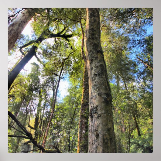 Eukalyptus Gum Trees Poster (Vorne)