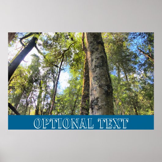 Eukalyptus Gum Trees Poster (Vorne)