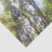 Eukalyptus Gum Trees Seidenpapier (Detail)