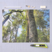 Eukalyptus Gum Trees Seidenpapier (Handwerk)