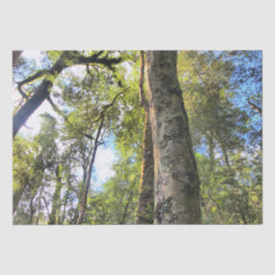 Eukalyptus Gum Trees Seidenpapier