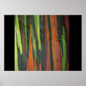 Eukalyptus Poster (Vorne)