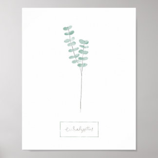 Eukalyptus-Poster Poster