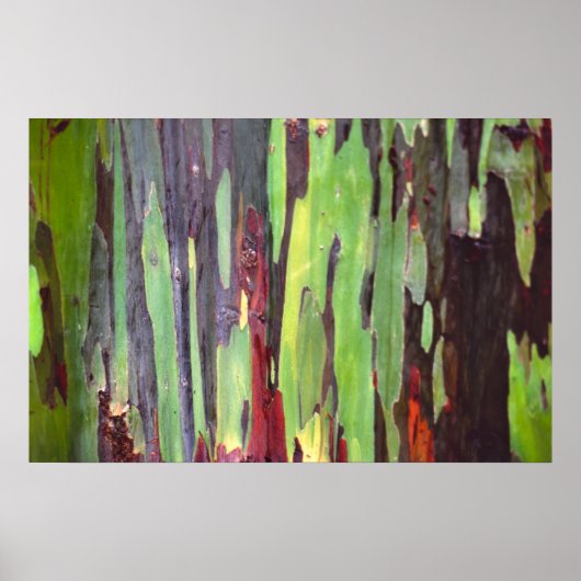 Eukalyptus rainbow 1 poster (Vorne)