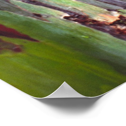 Eukalyptus rainbow 1 poster (Ecke)