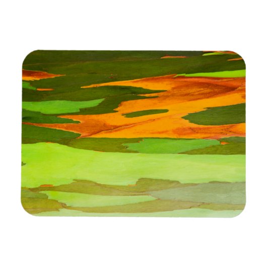 Eukalyptus-Rainbow-Rinde, Hawaii Magnet (Horizontal)