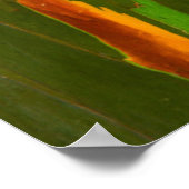 Eukalyptus-Rainbow-Rinde, Hawaii Poster (Ecke)