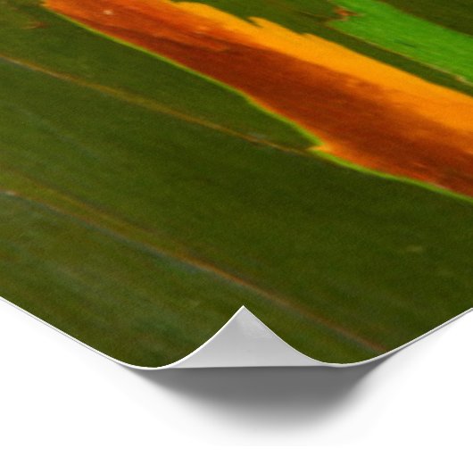 Eukalyptus-Rainbow-Rinde, Hawaii Poster (Ecke)