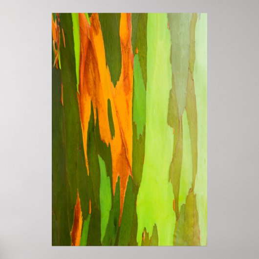 Eukalyptus-Rainbow-Rinde, Hawaii Poster (Vorne)