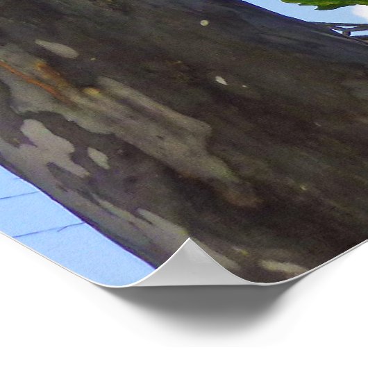 Eukalyptus Trees Poster (Ecke)