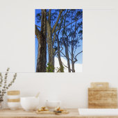 Eukalyptus Trees Poster (Küche)
