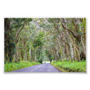 Eukalyptusbaum-Tunnel, Kauai, Hawaii Fotodruck