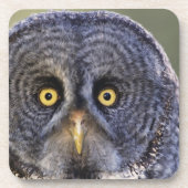 Eule 3 getränkeuntersetzer (Vorderseite)