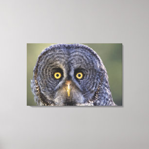 Eule 3 leinwanddruck