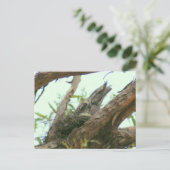Eule frogmouth postkarte (Stehend Vorderseite)