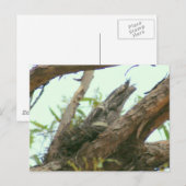 Eule frogmouth postkarte (Vorne/Hinten)