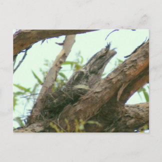 Eule frogmouth postkarte