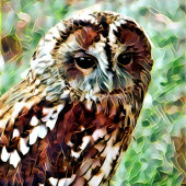 EULE GESCHENKPAPIER SET