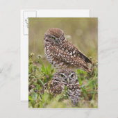 Eule graben, Athene cunicularia, Kap-Koralle, Postkarte (Vorne/Hinten)