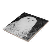 Eule im Schnee Fliese (Seite)