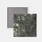 Eule im Wald Magnet (Vorderseite/Rückseite)