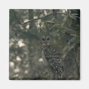 Eule im Wald Magnet