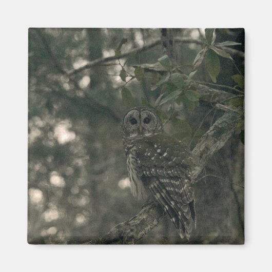 Eule im Wald Magnet (Vorne)