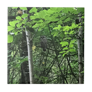 Eule in den Bäumen, Oregon Fliese