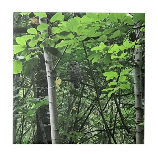 Eule in den Bäumen, Oregon Fliese (Vorderseite)