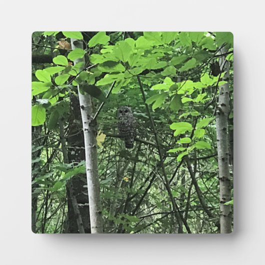 Eule in den Bäumen, Oregon Fotoplatte (Vorderseite)