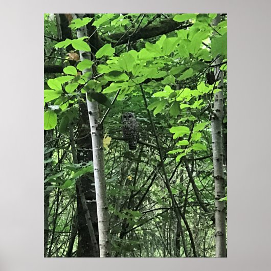 Eule in den Bäumen, Oregon Poster (Vorne)