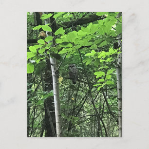 Eule in den Bäumen, Oregon Postkarte
