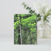 Eule in den Bäumen, Oregon Postkarte (Stehend Vorderseite)