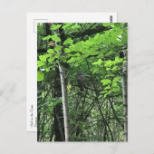 Eule in den Bäumen, Oregon Postkarte (Vorne/Hinten)