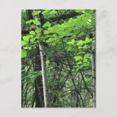 Eule in den Bäumen, Oregon Postkarte (Vorderseite)