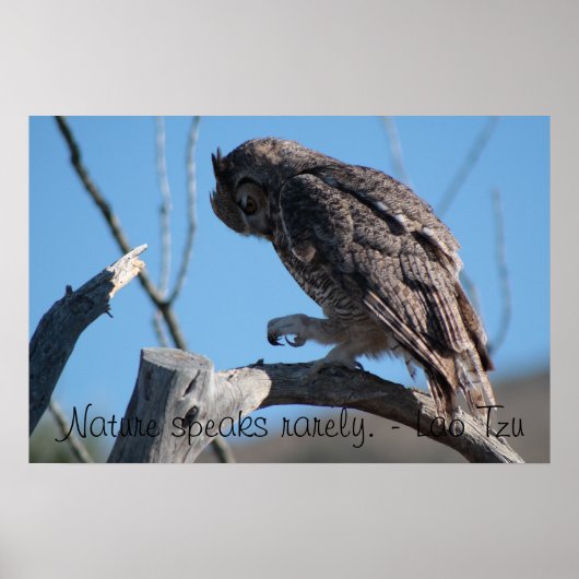 Eule in der Wüste von Arizona Poster (Vorne)